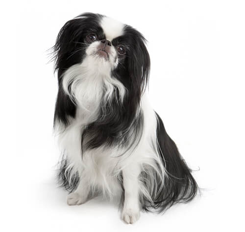 Miniature store japanese chin